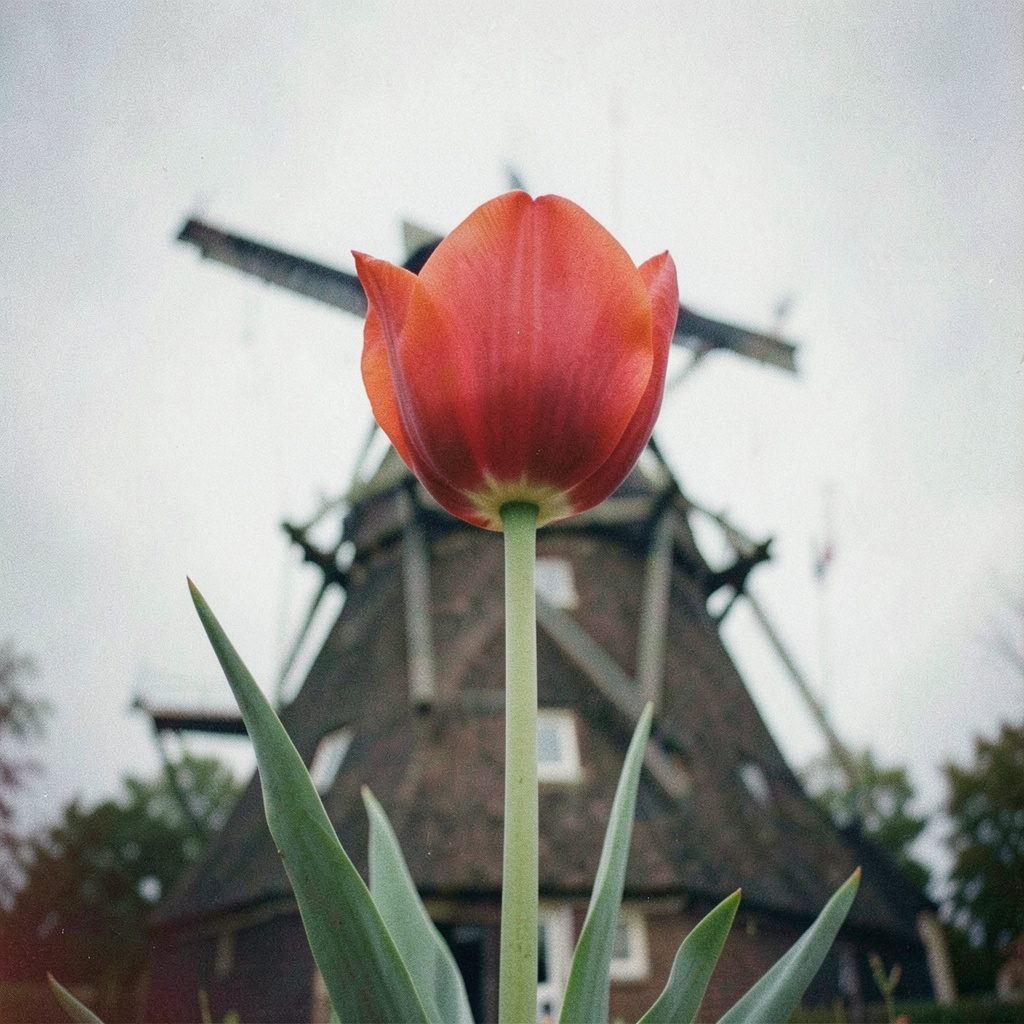 A grainy analog film photograph of a Dutch landscape with a traditional windmill near a canal under a soft overcast sky, muted greens and browns, serene rural atmosphere